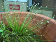 Eriocaulon buergerianum. MTC